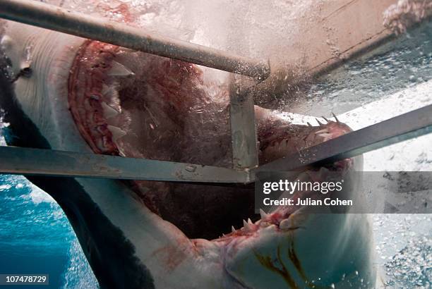 great white shark biting shark cage - animal cage stock pictures, royalty-free photos & images