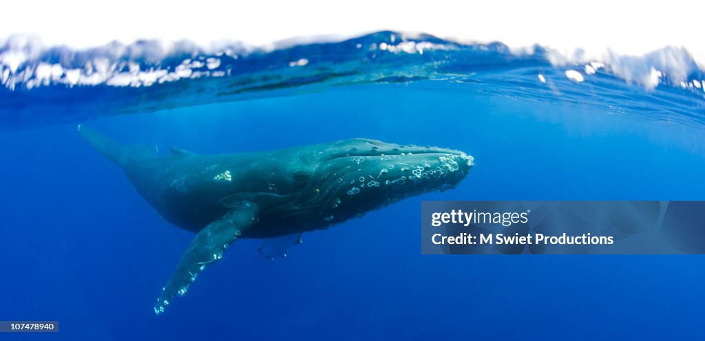 Humpback whale