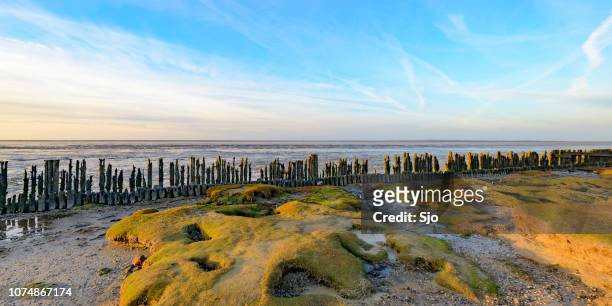 old land reclamation poles on the tidal flats during sunset - north frisia stock pictures, royalty-free photos & images