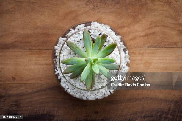 close-up of succulent plant on table - succulent plant ストックフォトと画像