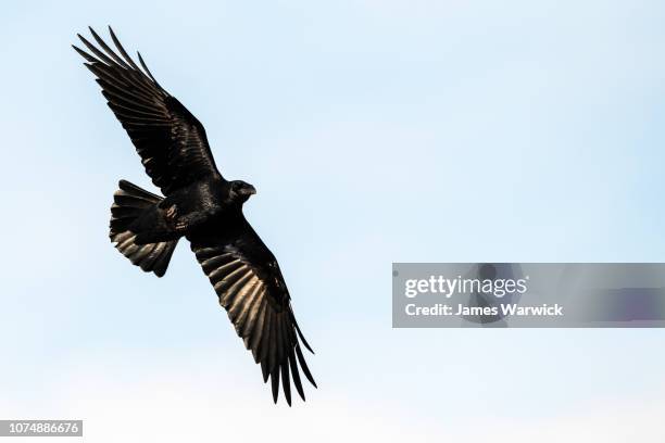 Ri Raven Raven Flight Photos and Premium High Res Pictures - Getty Images