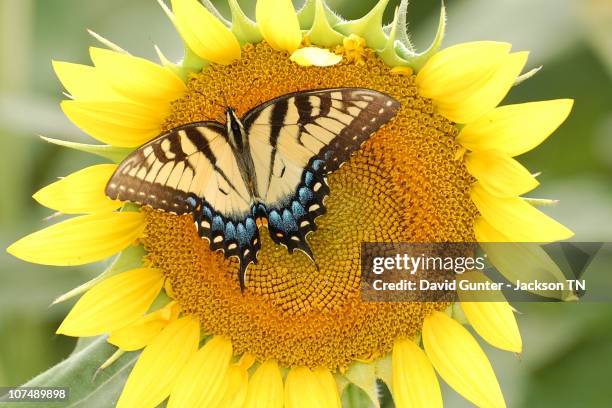 tiger swallowtail on sunflower - butterfly on sunflower stock pictures, royalty-free photos & images