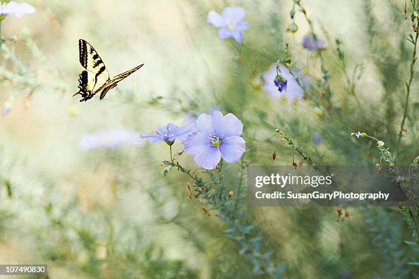 swallowtail butterfly in flax garden - flachs stock-fotos und bilder