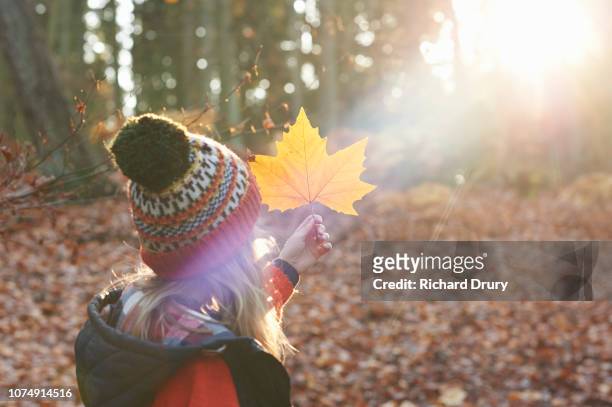 young girl holding up a leaf to examine it in a beam of autumnal sunlight - novembre foto e immagini stock