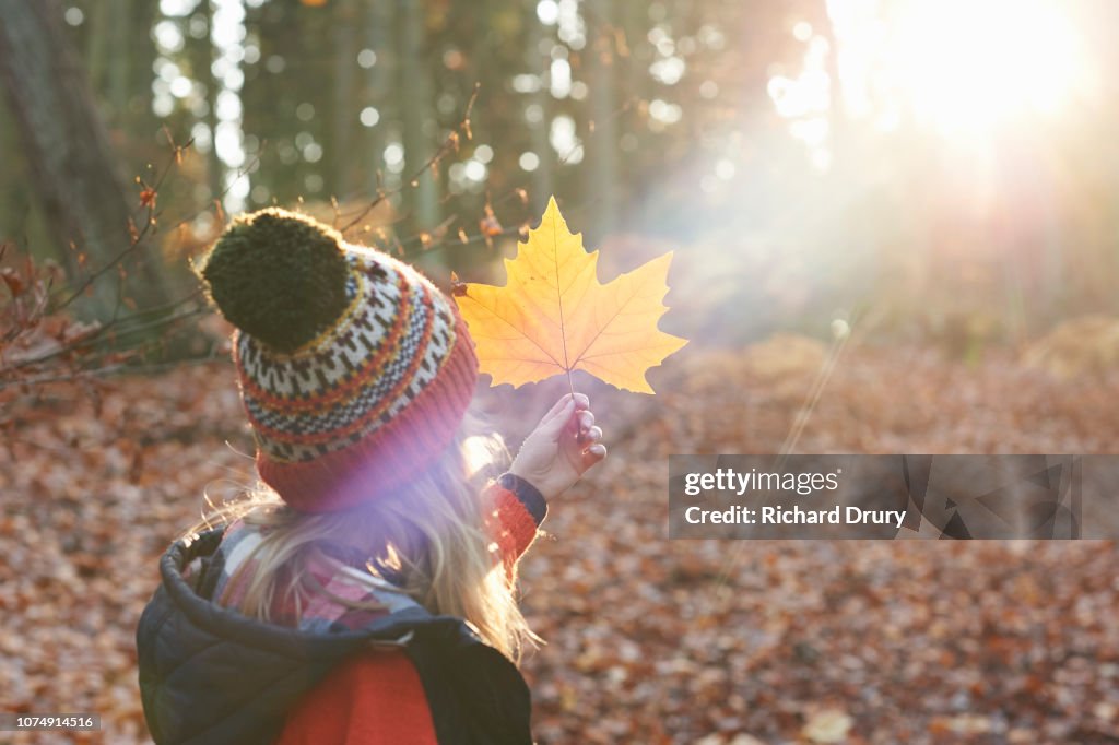 Young girl holding up a leaf to examine it in a beam of Autumnal sunlight