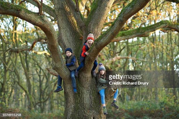 three young children sitting in the branches of an old oak tree - november stockfoto's en -beelden