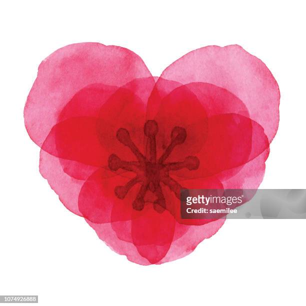 illustrazioni stock, clip art, cartoni animati e icone di tendenza di fiore a forma di cuore rosso acquerello - petalo