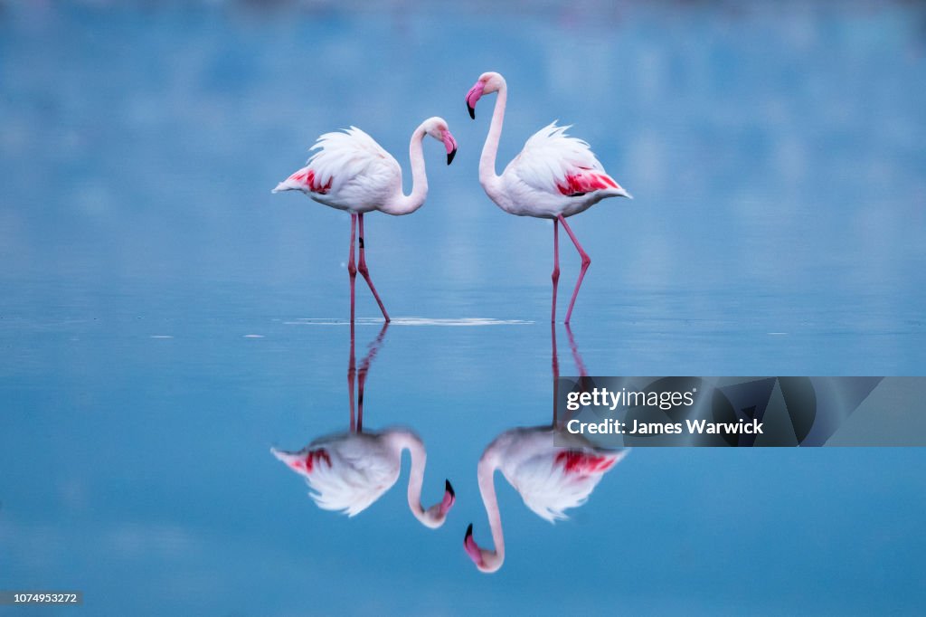 Greater flamingos with reflections at dawn