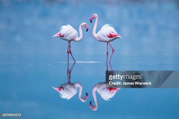 greater flamingos with reflections at dawn - flamingos fotografías e imágenes de stock