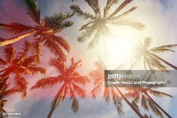 coconut palm trees against sun - tropisches muster stock-fotos und bilder