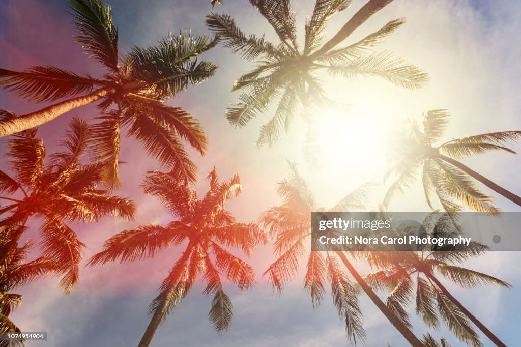 Coconut Palm Trees Against Sun