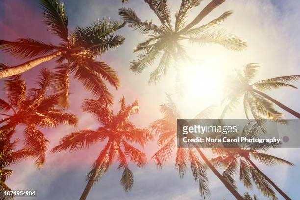 coconut palm trees against sun - palmera fotografías e imágenes de stock