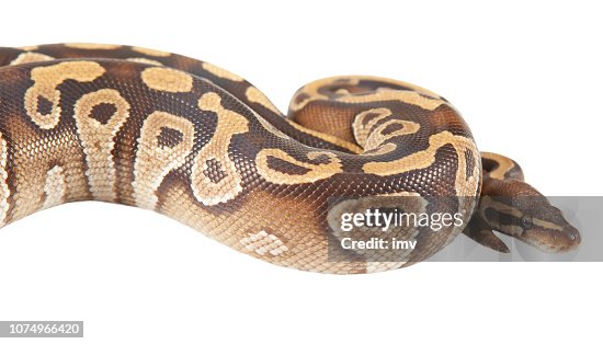 Python regius portrait - Fire phase Python regius portrait - Fire phase