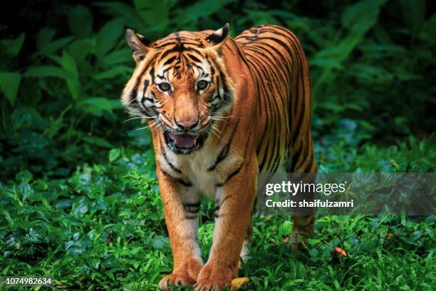 beautiful sumatran tiger on the prowl - prowling stock pictures, royalty-free photos & images