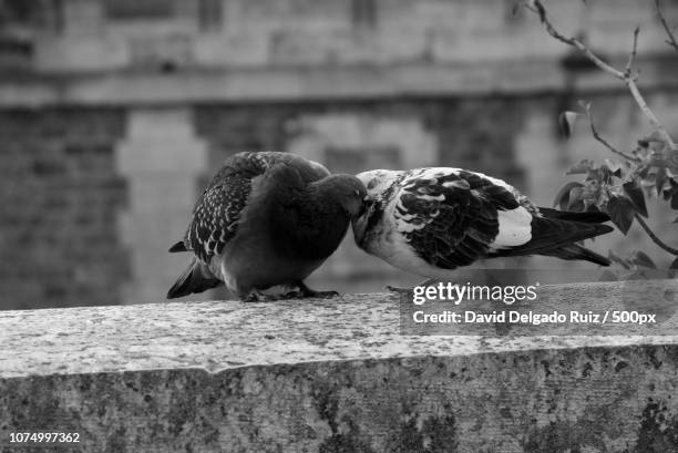 bird love by david delgado ruiz [ ddr ] - david delgado ruiz stock-fotos und bilder