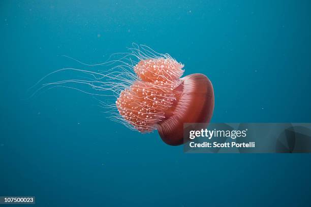 jelly fish - jellyfish - fotografias e filmes do acervo
