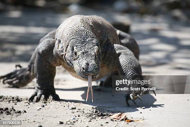 komodo dragon - komodo dragon stock pictures, royalty-free photos & images