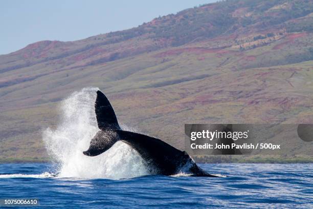 humpback whale breaching  in maui hawaii - maui dolphin stock pictures, royalty-free photos & images