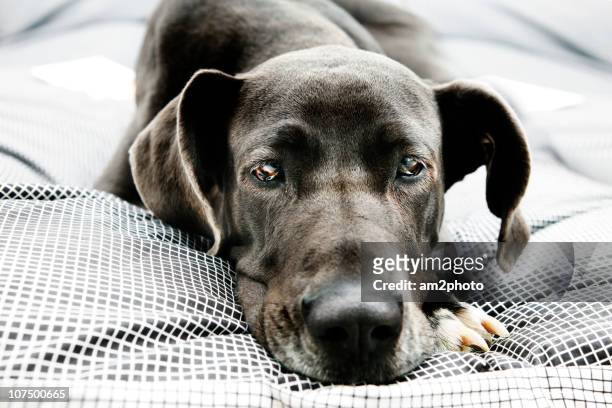 great dane - great dane home stock pictures, royalty-free photos & images