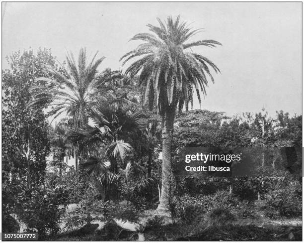 antique historical photographs from the us navy and army: botanical garden, havana, cuba - botanical garden stock illustrations