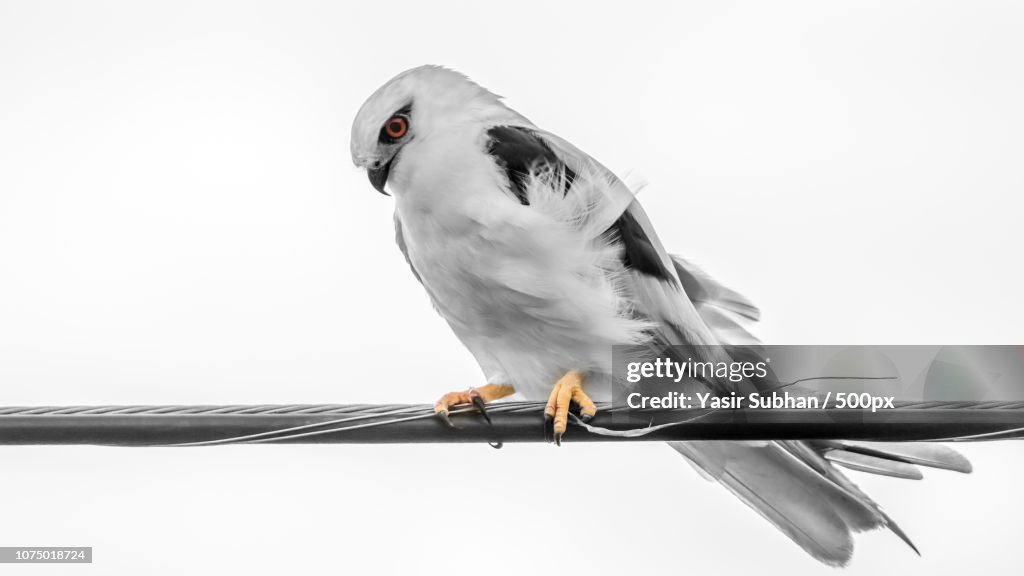 Black-shouldered Kite