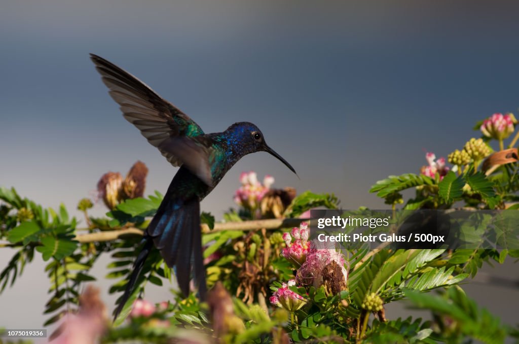 Swallow tailed hummingbird