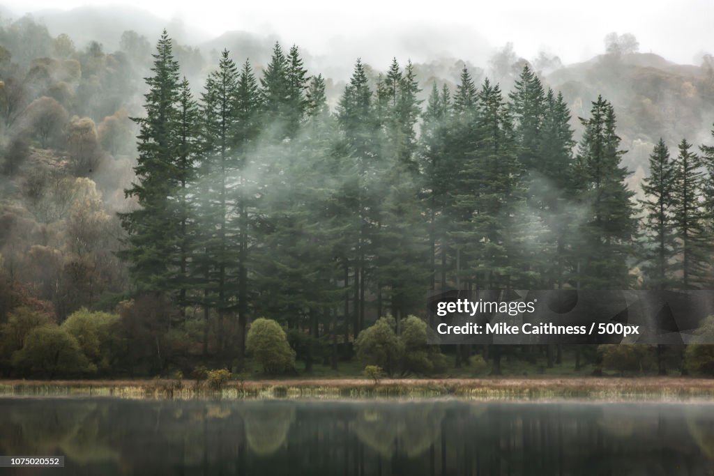 Misty firs at Yew Tree Tarn