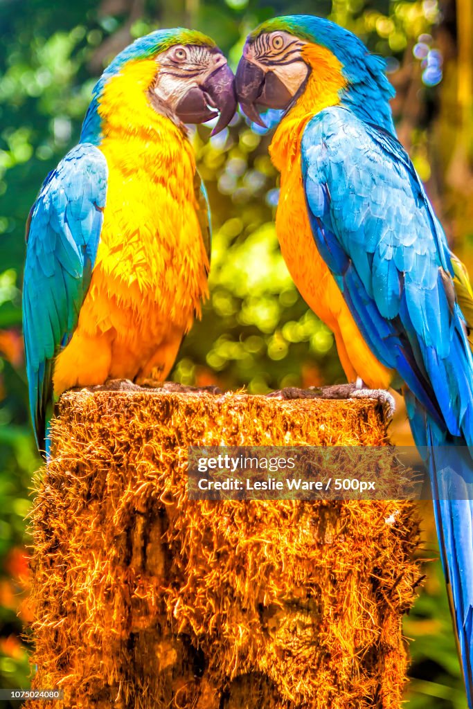 Mated Pair of Blue and Yellow Macaw