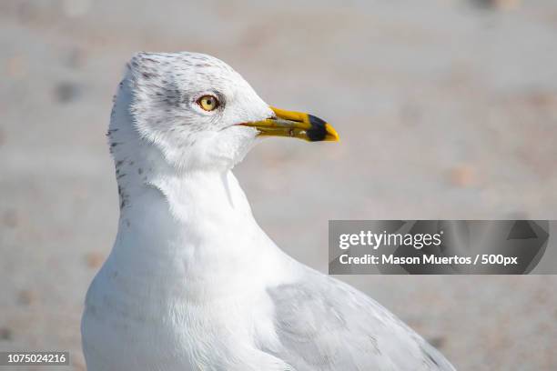 sea bird - aves muertas stock pictures, royalty-free photos & images