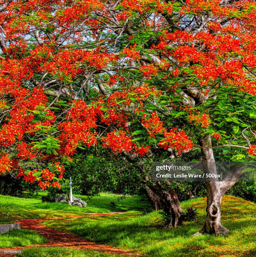 The Red Carpet at the Last Command Center, Saipan