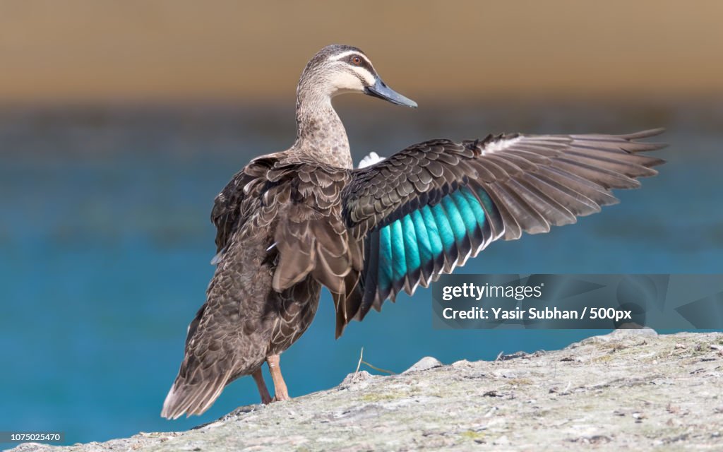 Pacific Black Duck