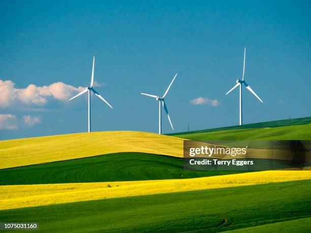 spring canola and wheat fields with wind generators - structure actionnée par le vent photos et images de collection
