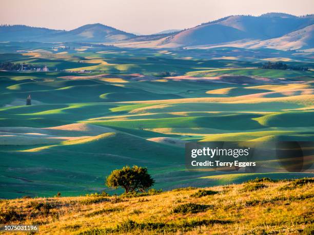 old apple tree standing watch over the rolling green hills - palouse stock pictures, royalty-free photos & images