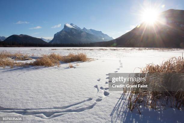 animal tracks on frozen lake. - clima polar fotografías e imágenes de stock