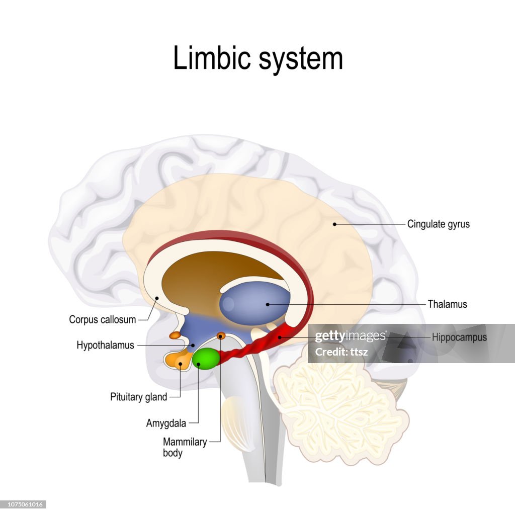 Limbic Types Limbic System High-Res Vector Graphic - Getty Images