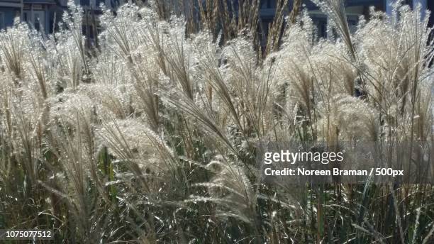 sparkling grasses - noreen braman stock pictures, royalty-free photos & images