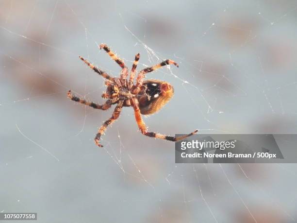 web weaver - noreen braman stock pictures, royalty-free photos & images