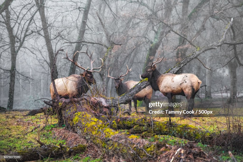 Day Of The Elk