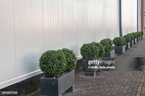 concrete planters filled with small green trees - flowerbed isolated stock pictures, royalty-free photos & images