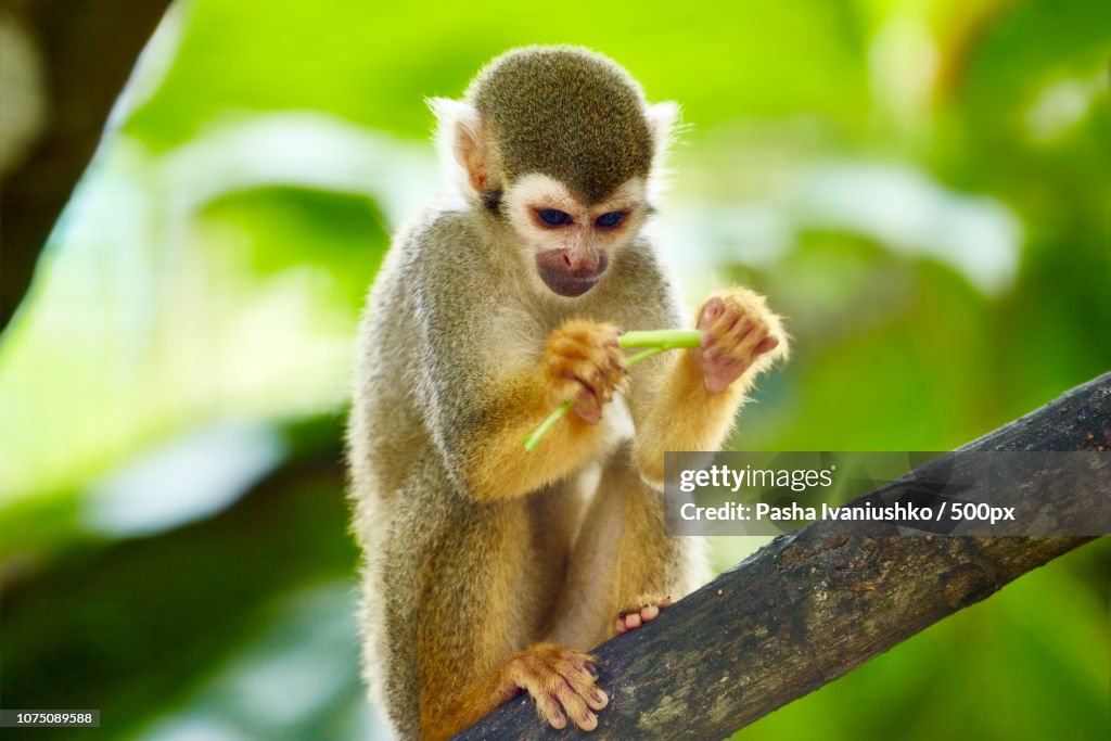 Common Squirrel Monkey