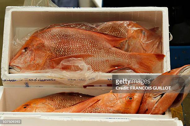 Picture taken on December 10, 2010 shows groupers displayed in the fresh fish pavilion at Rungis international food market, near Paris. Rungis...