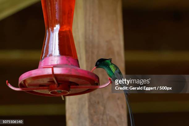 kolibri 2 - kolibri stock pictures, royalty-free photos & images