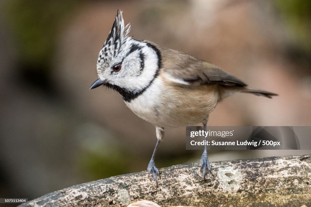 Crested tit