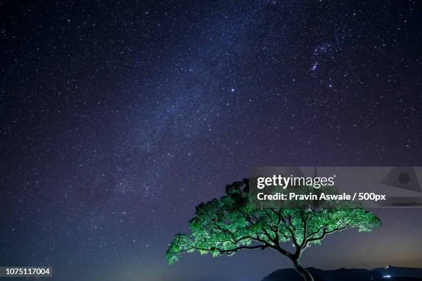 mango tree & million stars - pinus mango stock pictures, royalty-free photos & images