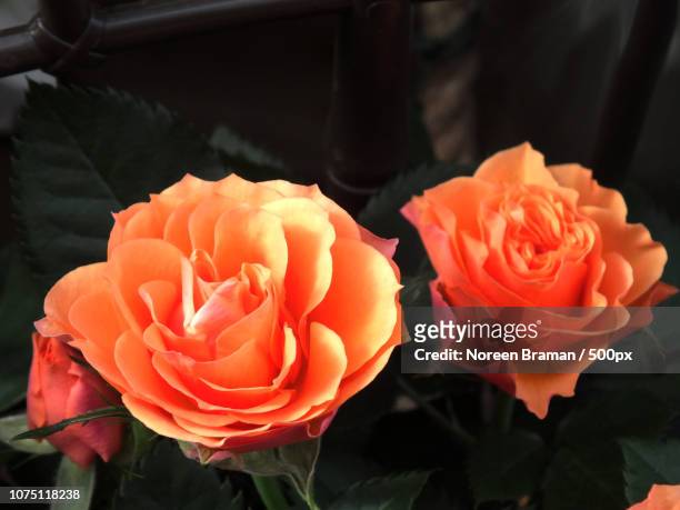 mini peach roses in full bloom. - noreen braman stock pictures, royalty-free photos & images