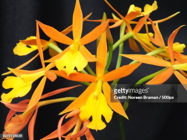 orchid show 1 - noreen braman stock pictures, royalty-free photos & images