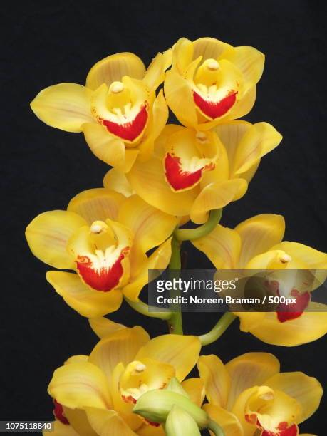 orchid show 2 - noreen braman stock pictures, royalty-free photos & images