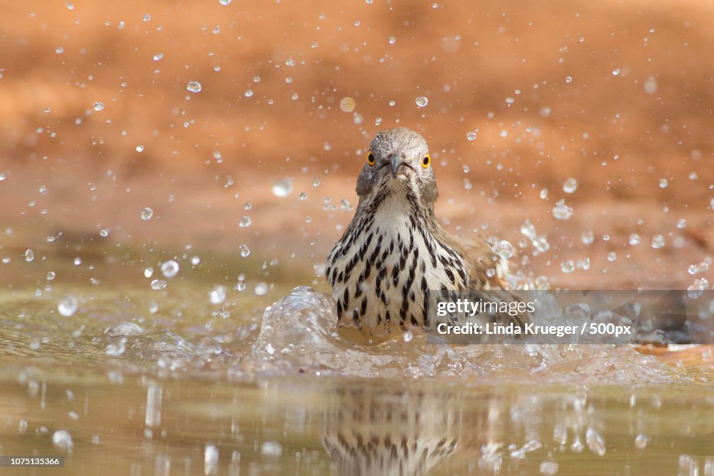 Long billed Thrasher