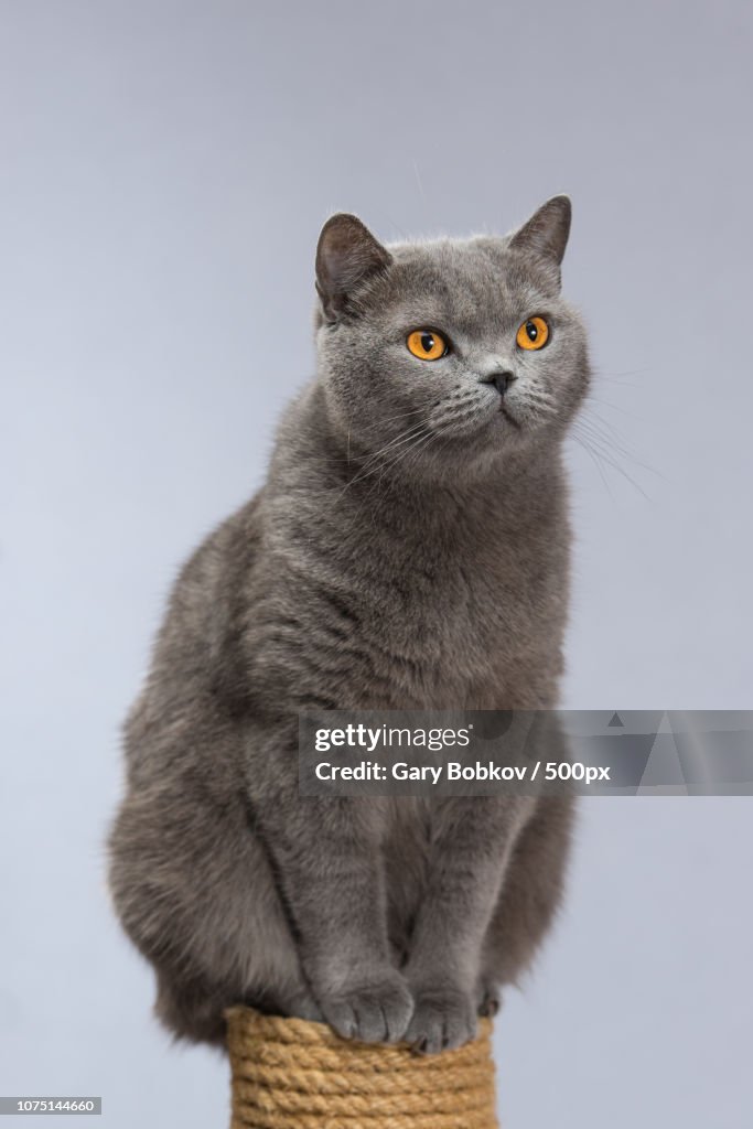 A beautiful cat standing on a scratching post