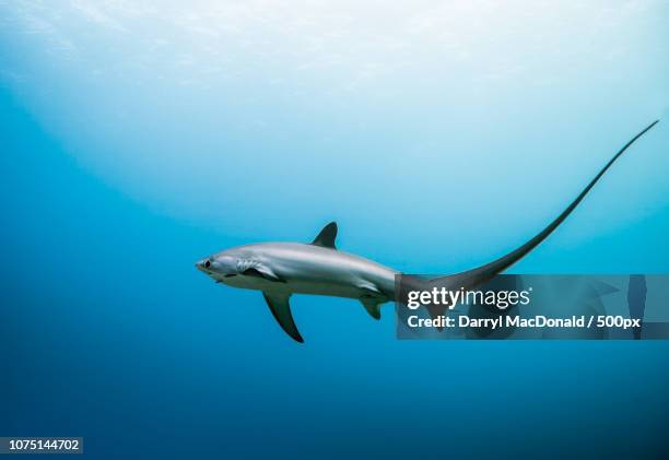 Threeser 187 Thresher Shark Stock Photos, High-Res Pictures, and Images - Getty ...